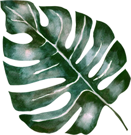 Green monstera leaf isolated on white background. Hand painted watercolor illustration. Realistic botanical art. For cards, posters, stickers and professional design.